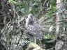 Young Yellow crowned grey heron