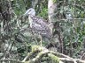 Young Yellow crowned grey heron 1