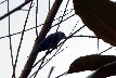 Blue grey bird