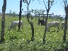 Cattle grazing
