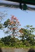 Flame tree