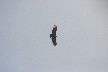 Flying vulture
