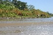 Horses by river