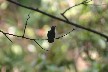 Humming bird