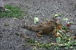 Hungry male iguana