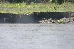 Jacana