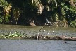 Little blue heron