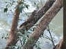 Muelle smaller females up a tree