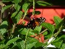 Orange and black butterfly