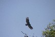 Osprey flying