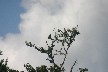 Osprey on tree