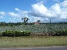 San Miguel pineapples growing