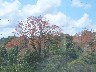 Siquirres flame trees now in flower more than on our way towards Tortuguero