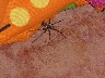 Spider in bedroom