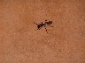 Strange insect in lobby