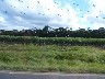 Sugar cane