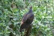 Turkey vulture