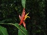 Back of Heleconium flower