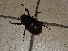 Beetle the size of a bat flew in while we were having dinner at the hot springs
