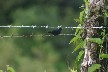Black seed eating bird
