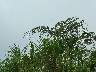 Blue jay