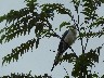 Blue jay 1