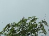Blue magpie jay 1