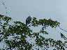 Blue magpie jay 2