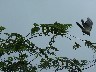 Blue magpie jay 399