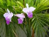 Casa del Luna Bamboo orchids