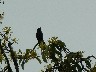 Casa del Luna bird singing happily