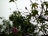 Casa del Luna humming bird