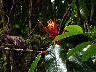 Casa del Luna one of the heleconium plants