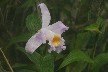 Day orchid