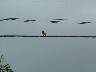 Flycatcher