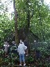 Huge Ficus in the Arenal National park