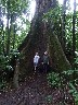 Huge Ficus in the Arenal National park with the likely lads
