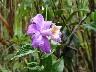 Mata De Cana a day orchid