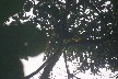 Montezuma with yellow tail