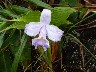 One day orchid
