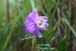 Orchids