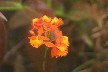 Orchids by the volcano