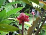Protea loved by humming bird