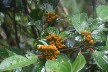 Rainforest flowers