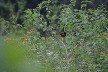 Rufus rumped tanager