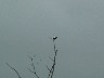 Toucan on tree 1
