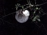 2 toed sloth 1