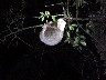 2 toed sloth 2