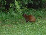 Agouti