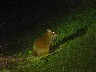 Agouti 1